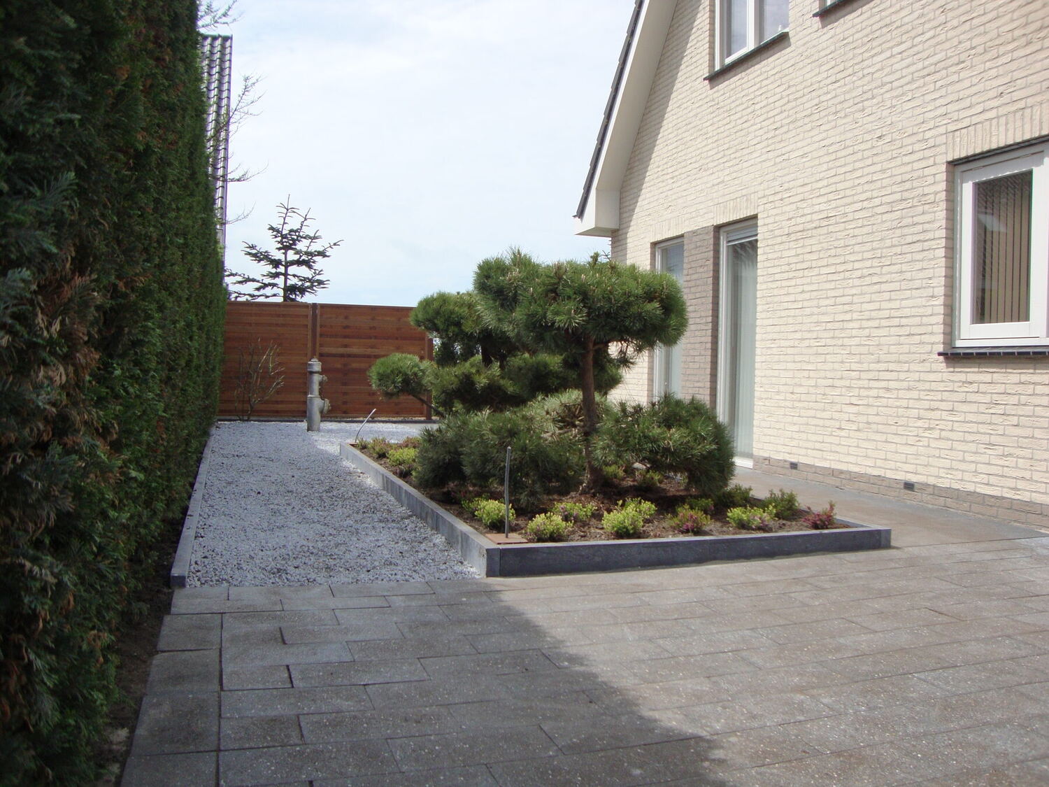 Strakke moderne tuin met hoge haag, grind en solitaire den